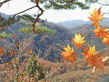 前北山村委会最新项目启动，乡村振兴新篇章开启